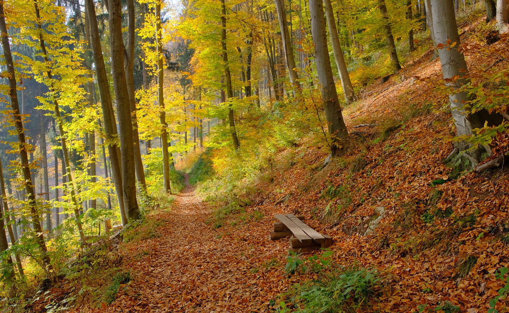 Herbst-Buchenwald