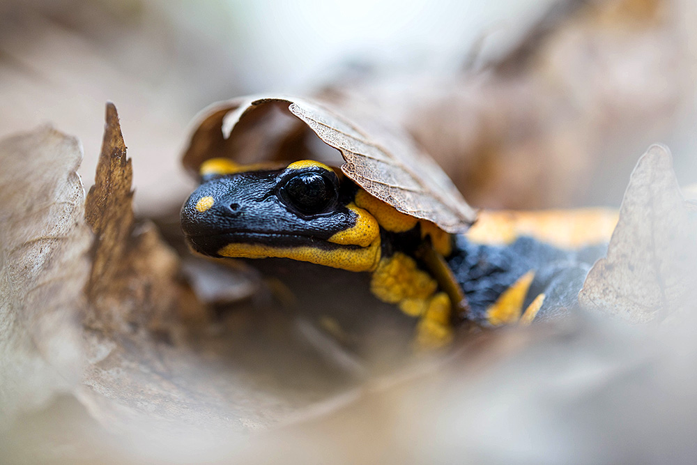 Feuersalamander