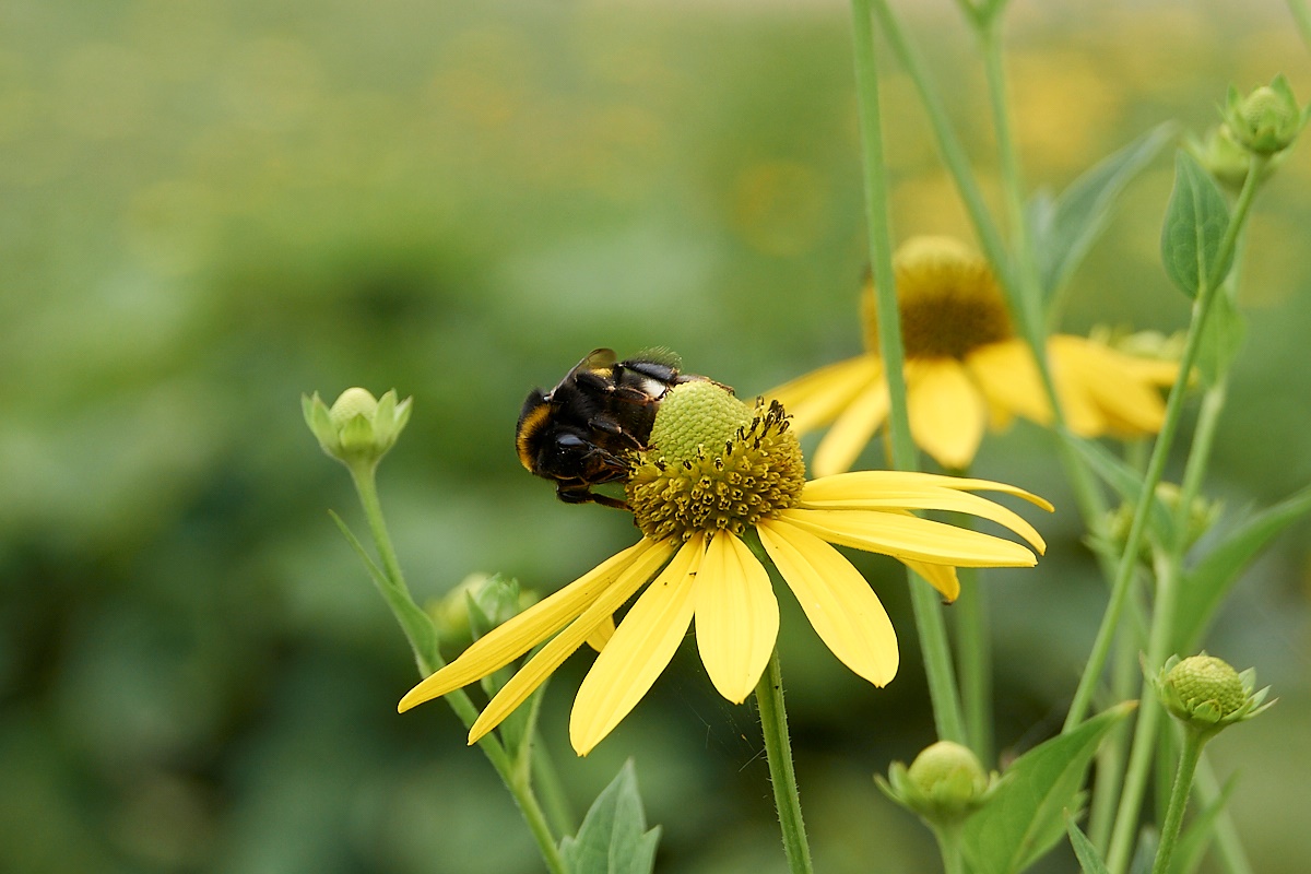 Hummel...