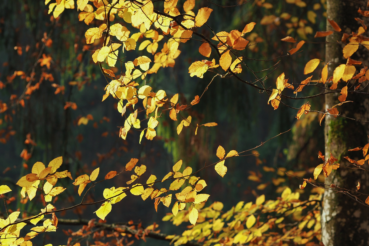 Herbstlicher Wald