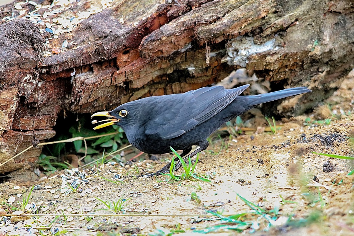 Das Amsel-Chamäleon