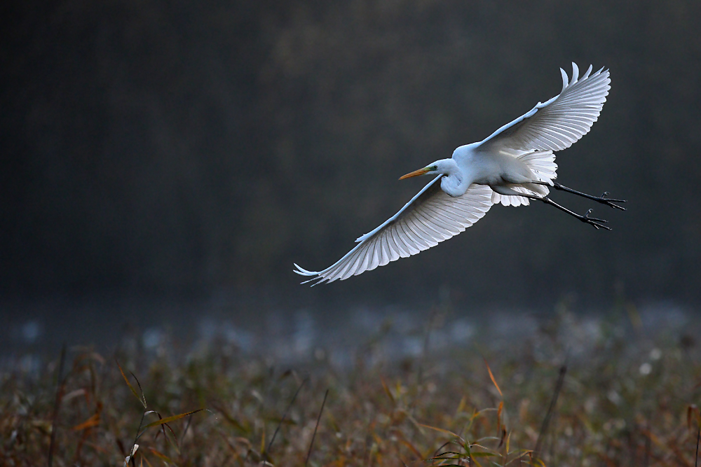 Silberreiher im Flug