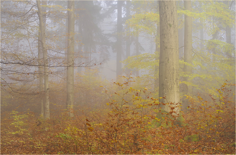 ein ganz zarter Novembertag