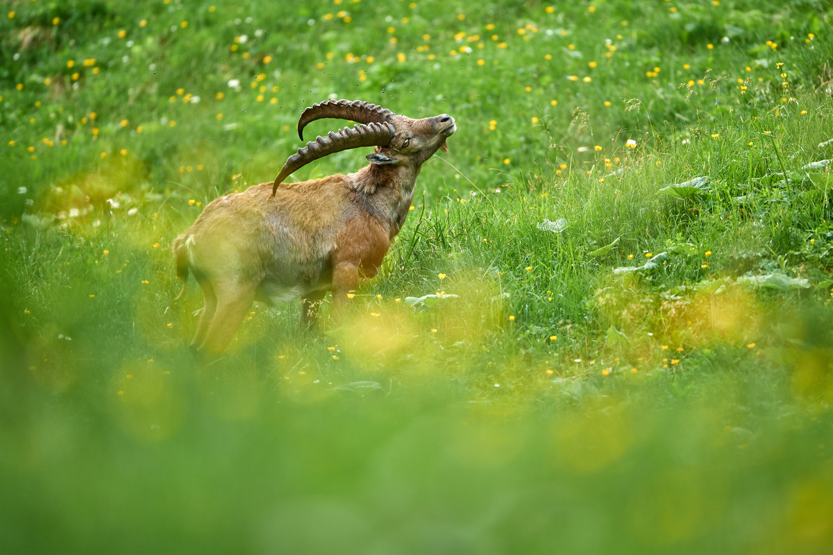 Was juckt und nervt da nur?