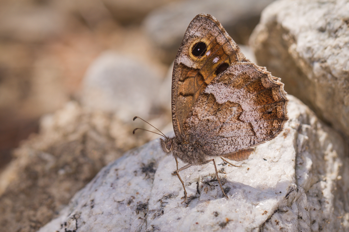 Hipparchia statilinus