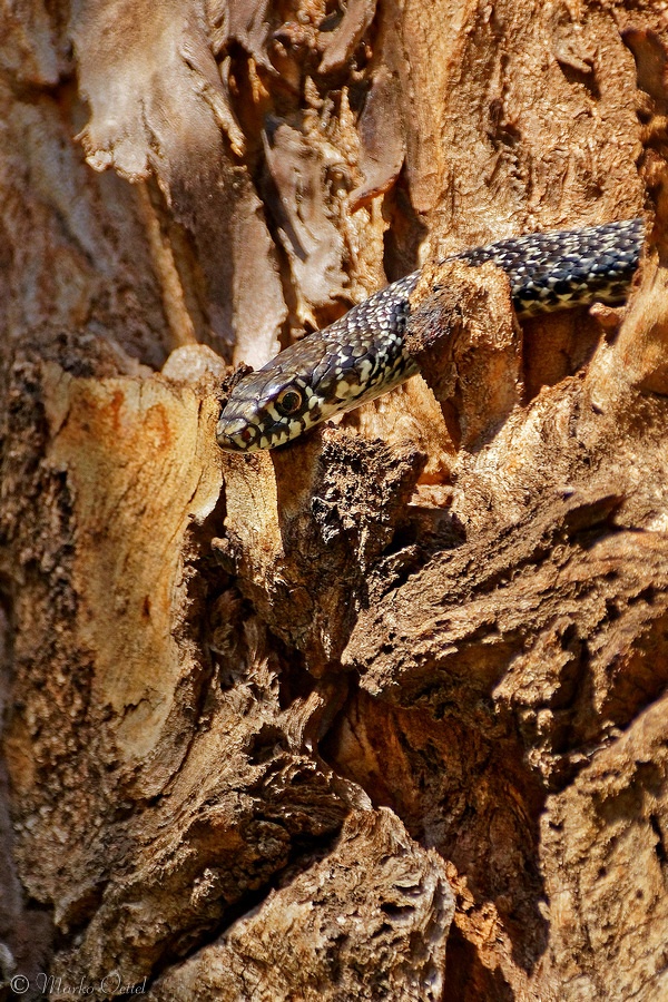 Gelbgrüne Zornnatter (Hierophis viridiflavus)