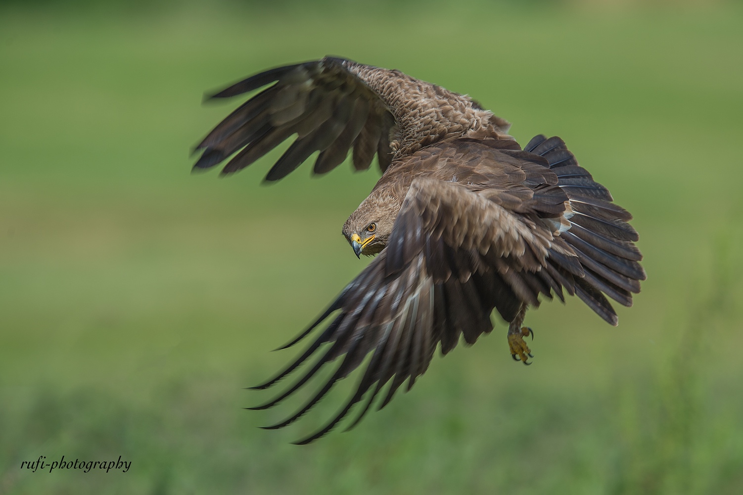 Schreiadler in Mecklenburg Vorpommern