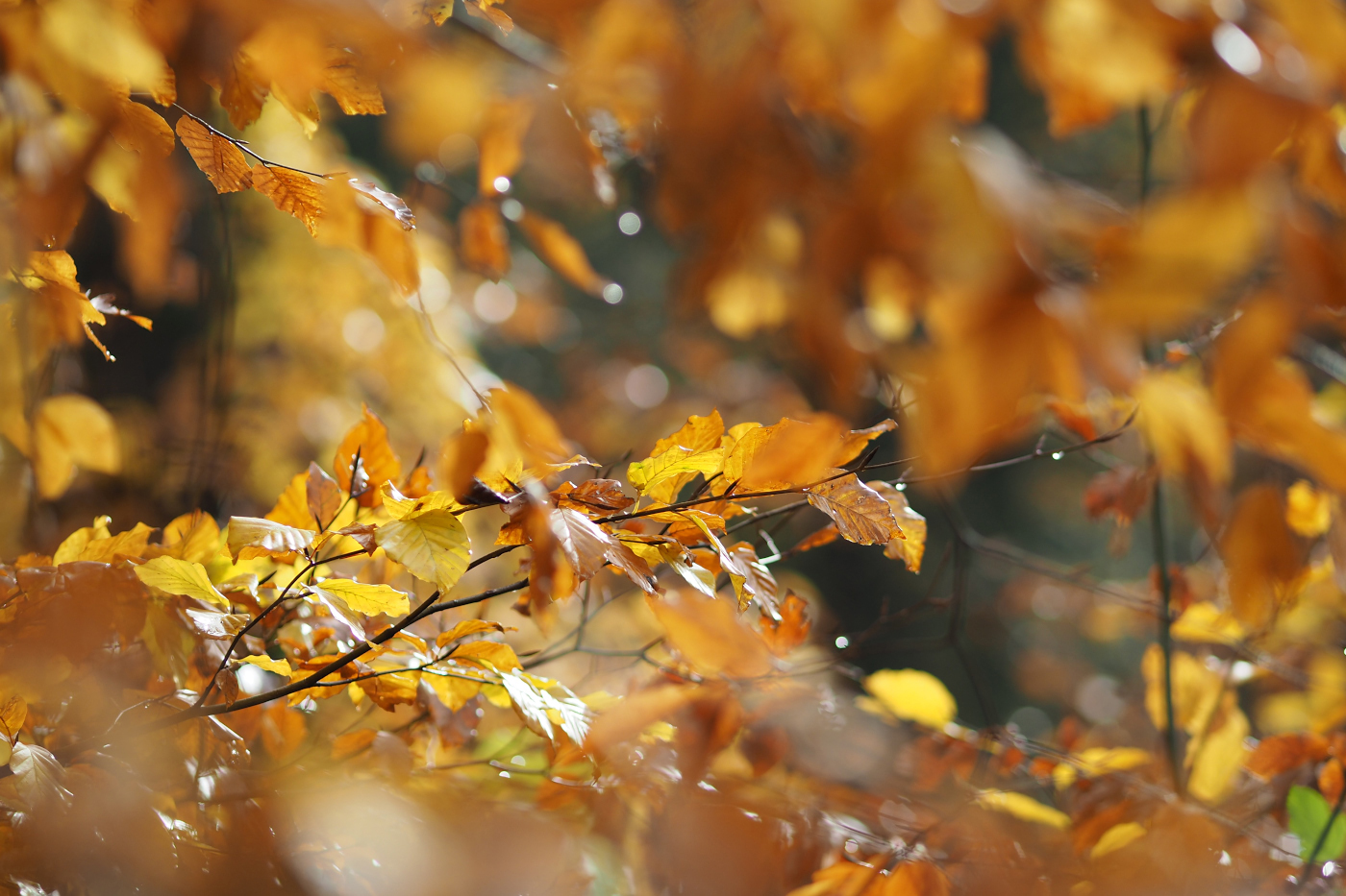 Herbst-Impression