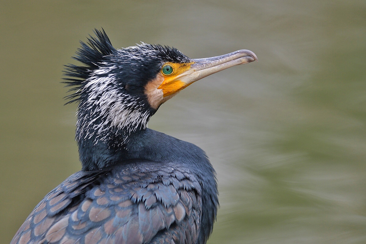 Junger Kormoran