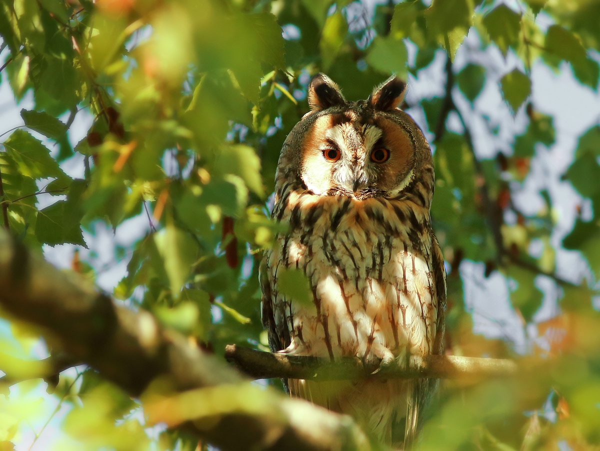 Versteckt hinter Blättern