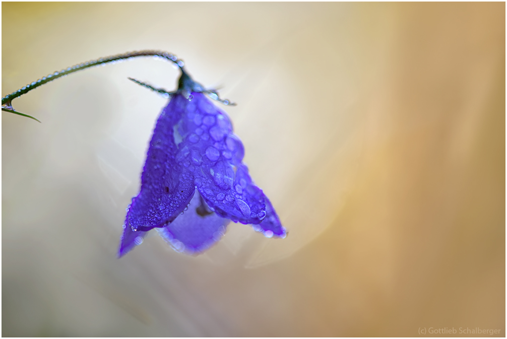 Herbstglockenblume
