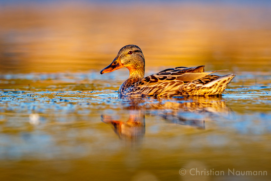 Stockente (Anas platyrhynchos) spätnachmittags