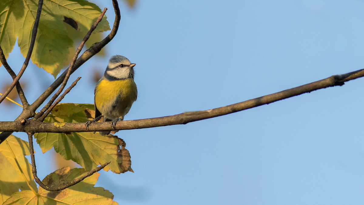 Blaumeise zur goldenen Stunde