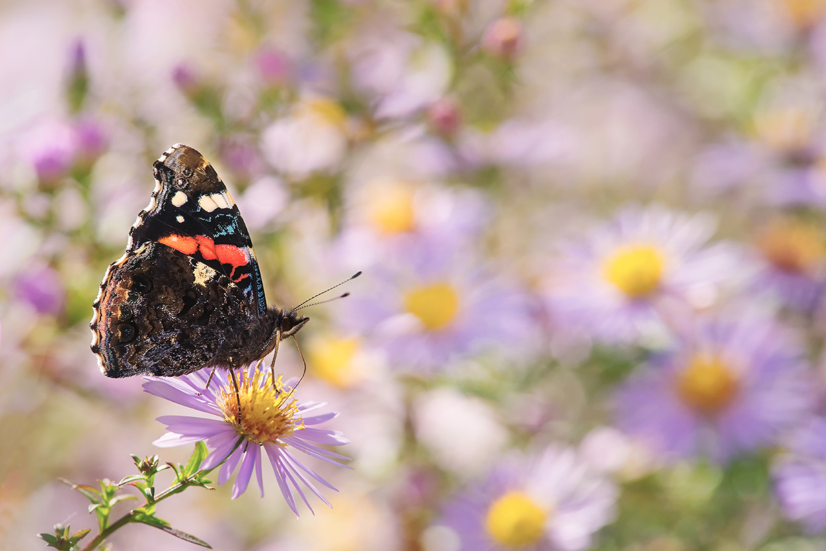 Admiral  (Vanessa atalanta)