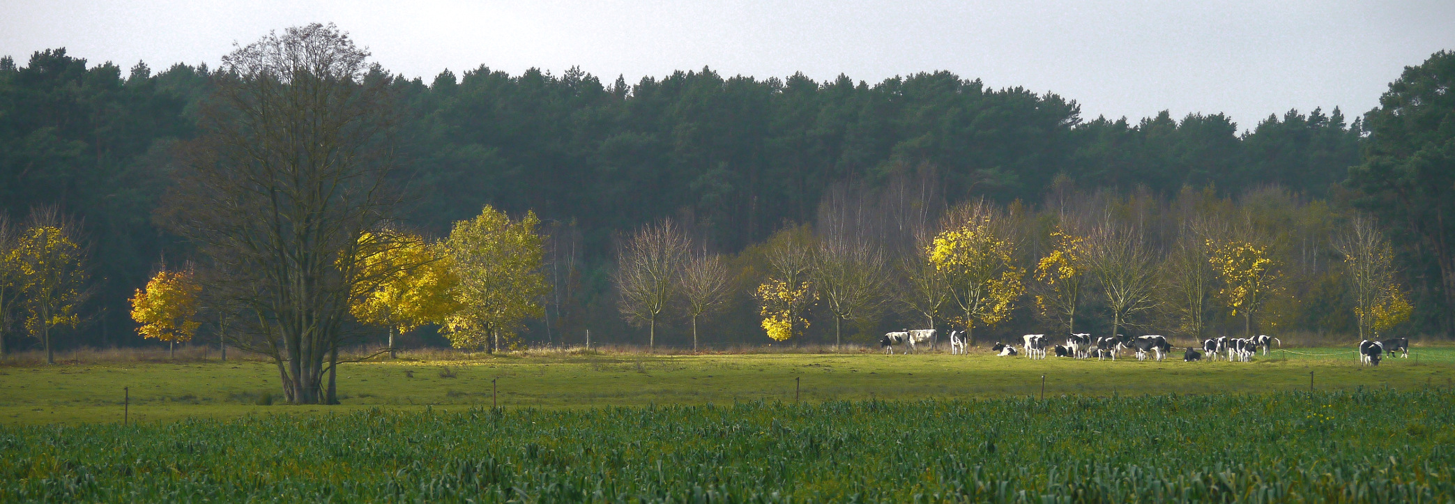 Herbstlandschaft mit Kühen