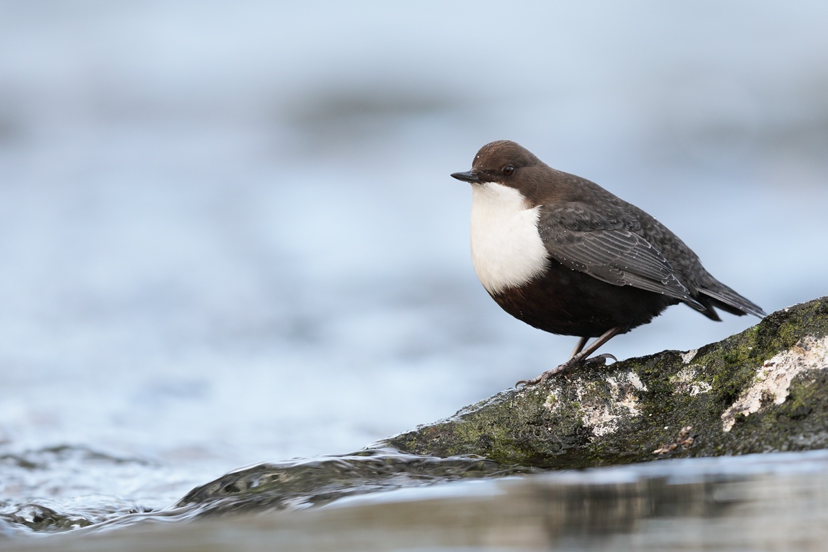 Nordische Wasseramsel auf ihrem Lieblingsstein;-)