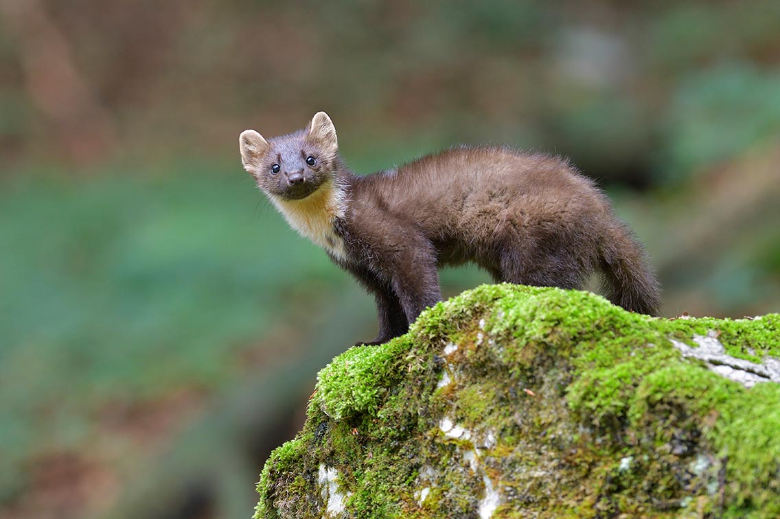 Baummarder oder Edelmarder (Martes martes)