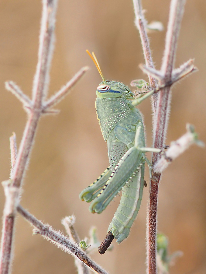 Larve der Ägyptischen Wanderheuschrecke (Anacridium aegypticum)