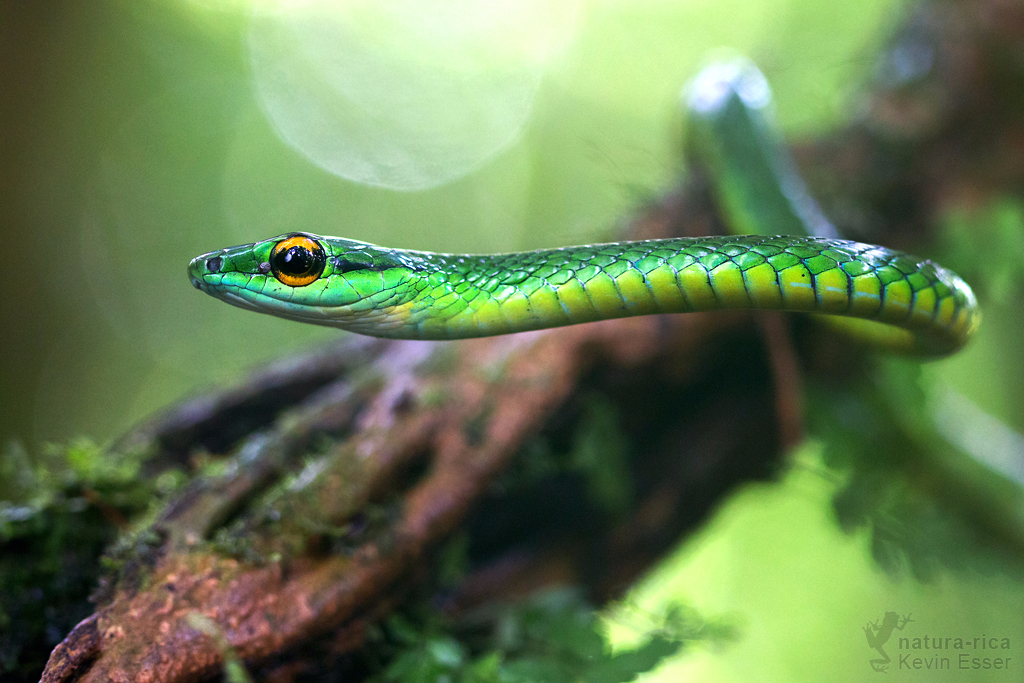 Leptophis ahaetulla