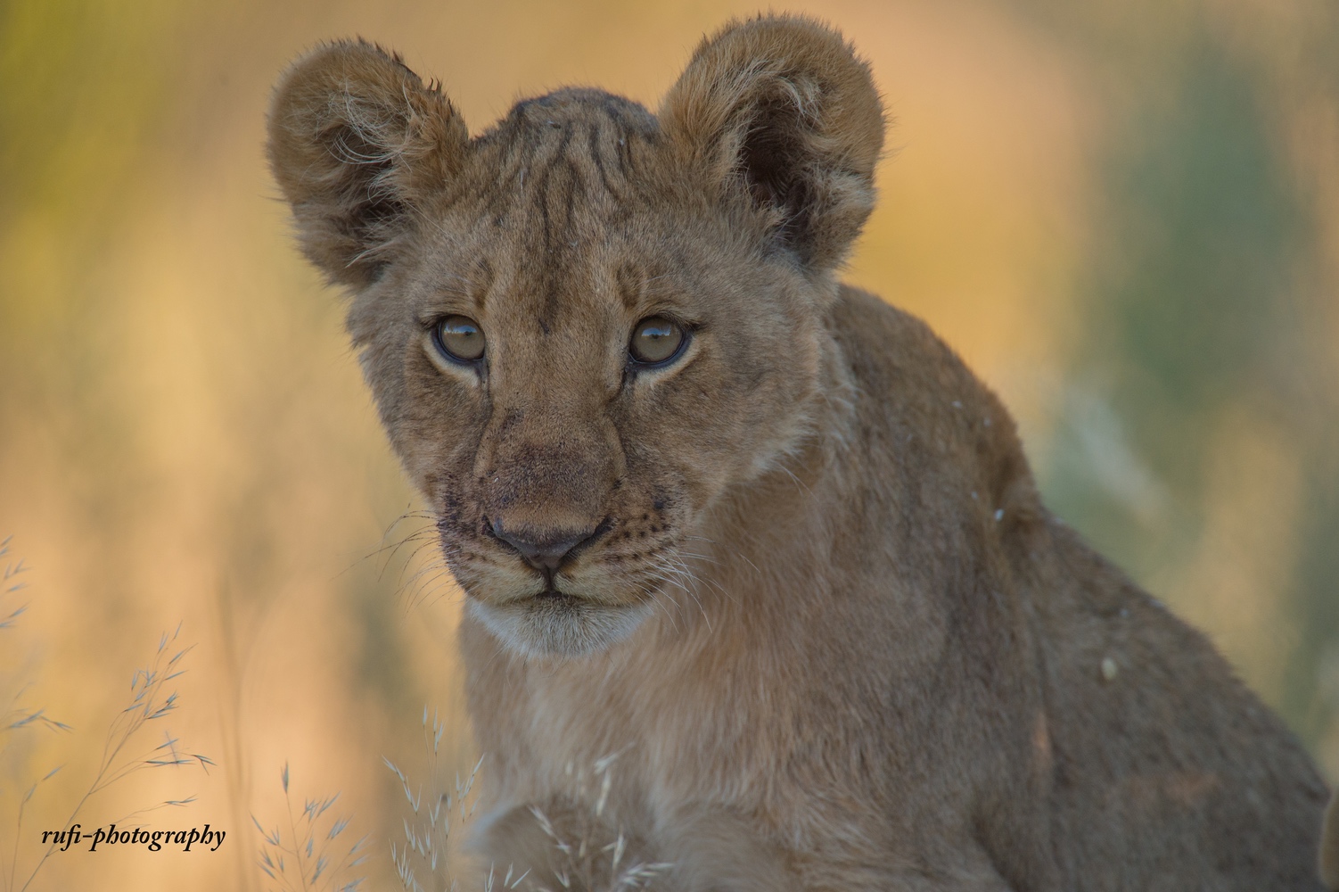 selinda (Forum für Naturfotografen)