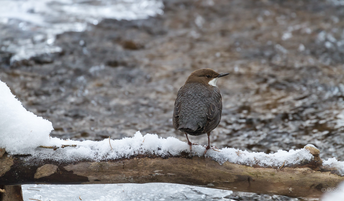 Wasseramsel am Eisbach