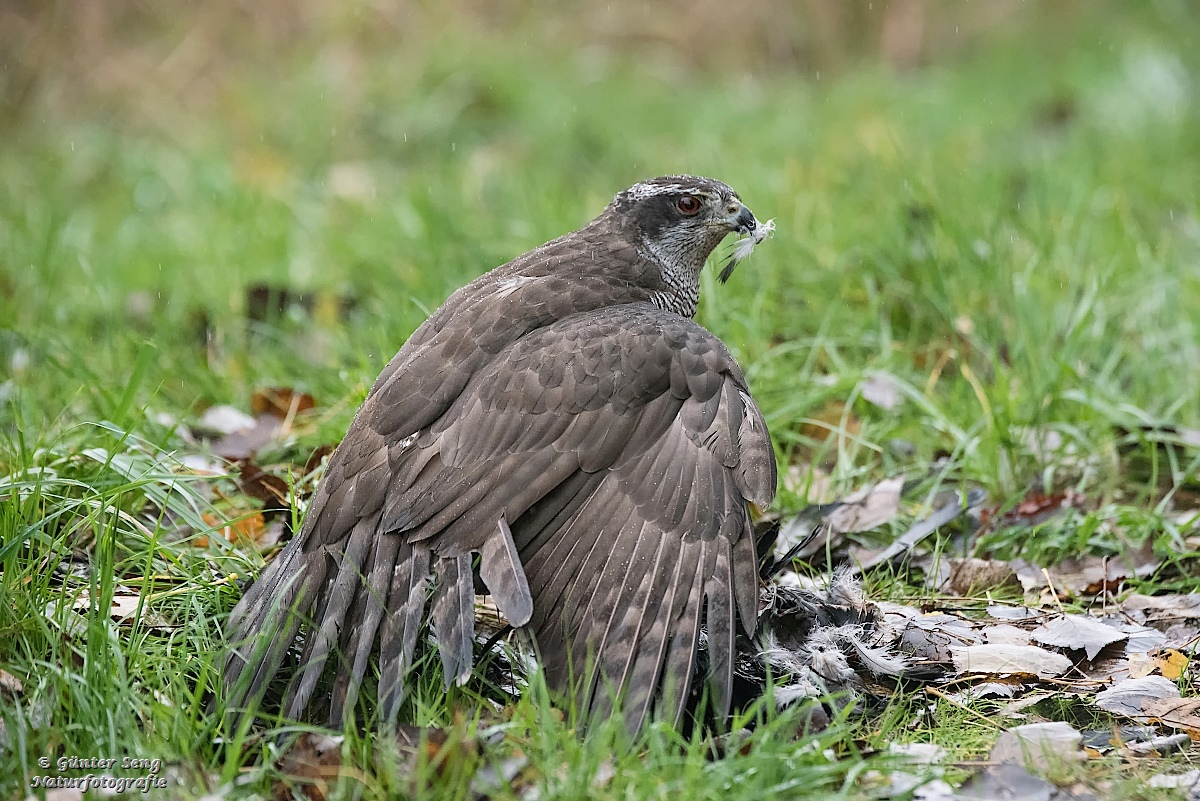 Jagdglück des Habichts im Regen