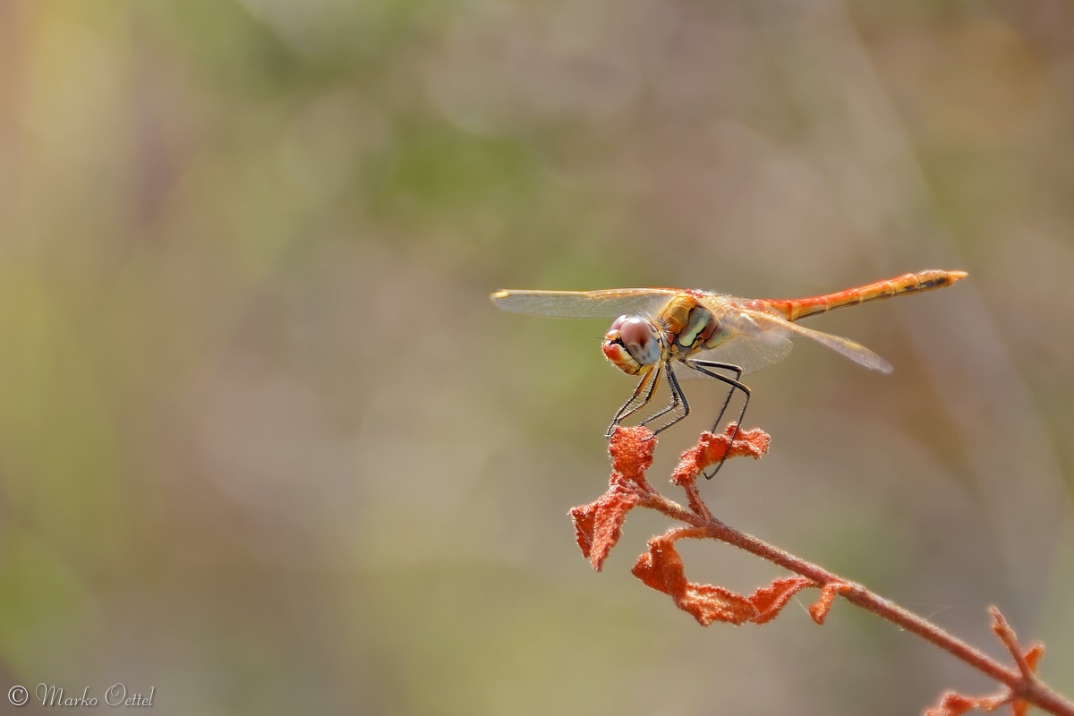 Frühe Heidelibelle (Sympetrum fonscolombii)