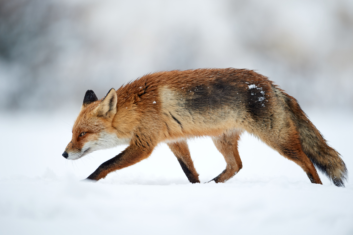 Der Winter schleicht sich an!