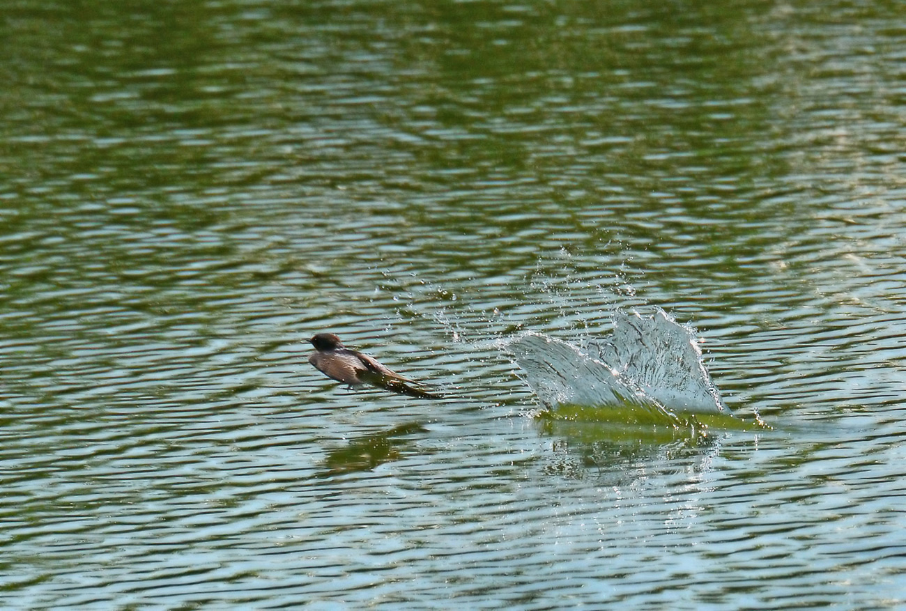 Schwalbe beim Wasseraufnehmen