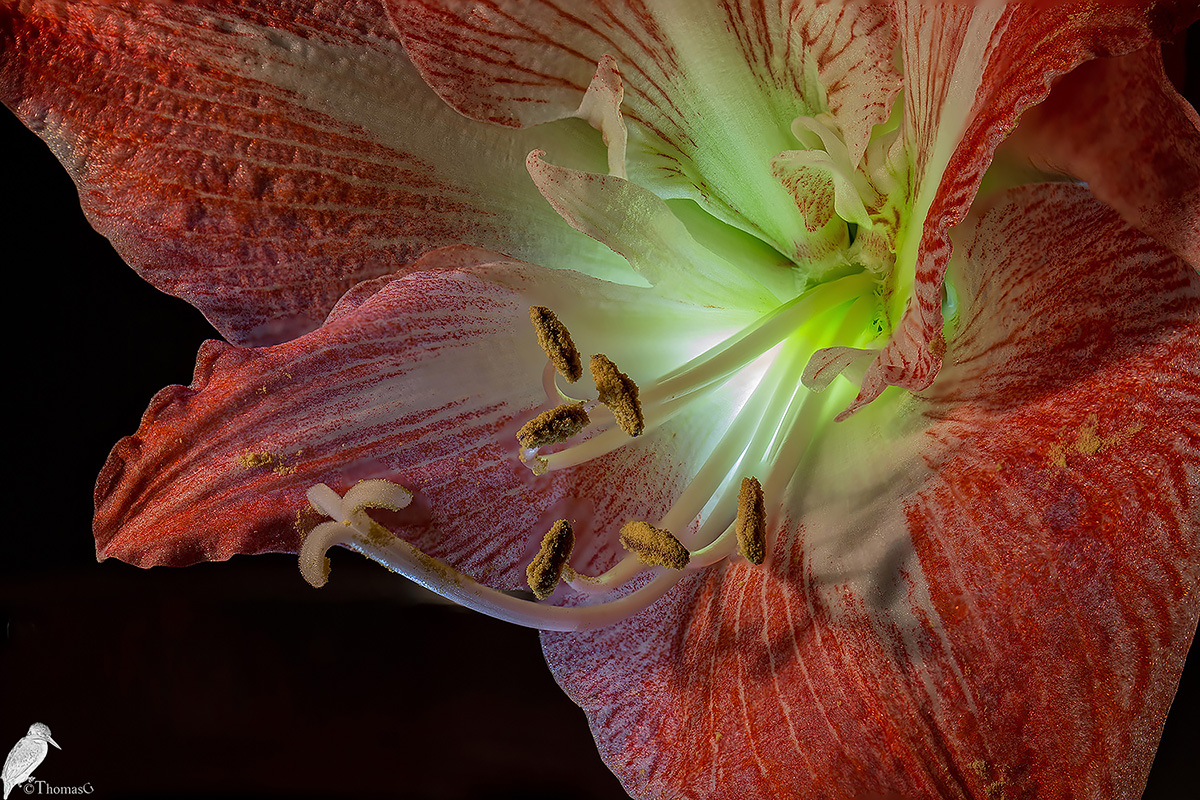 Amaryllis im Detail