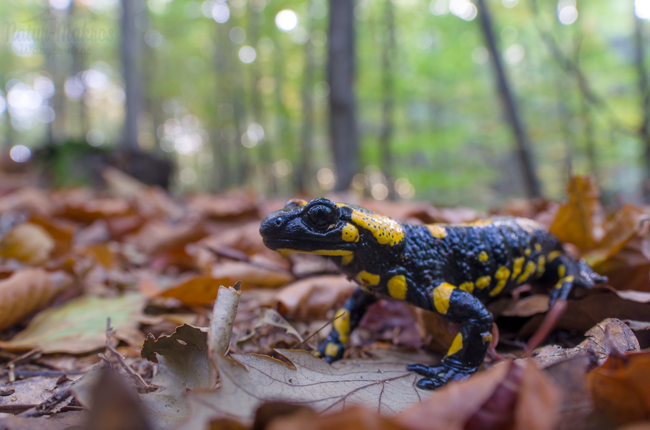 Salamandra salamandra