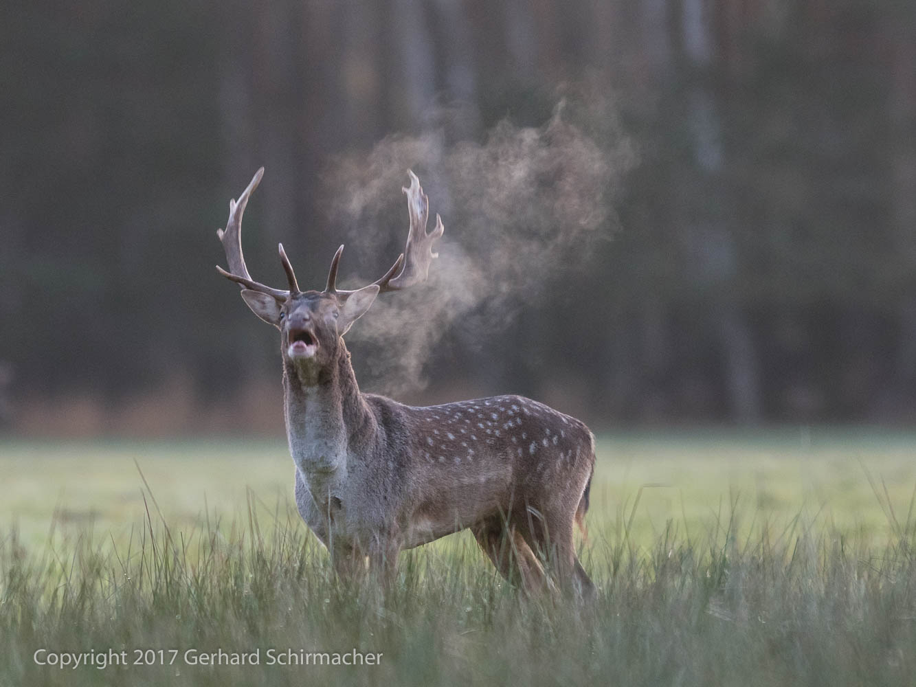 Morgennebel