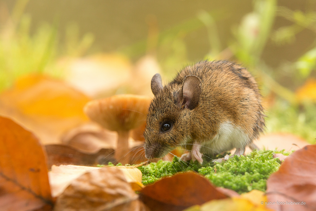 Herbstliche Waldmaus