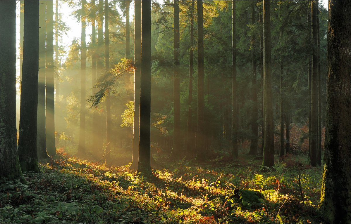 Herbstwald