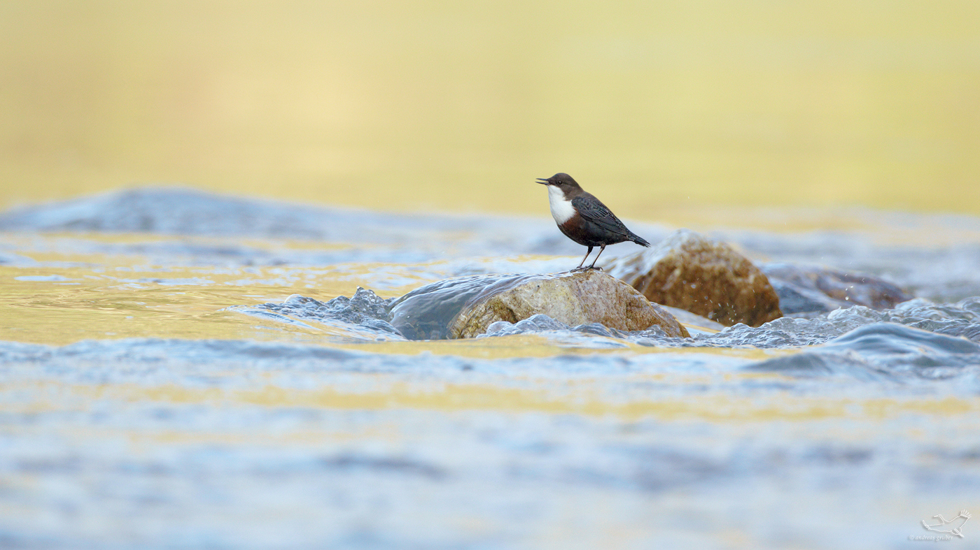 Wasseramsel