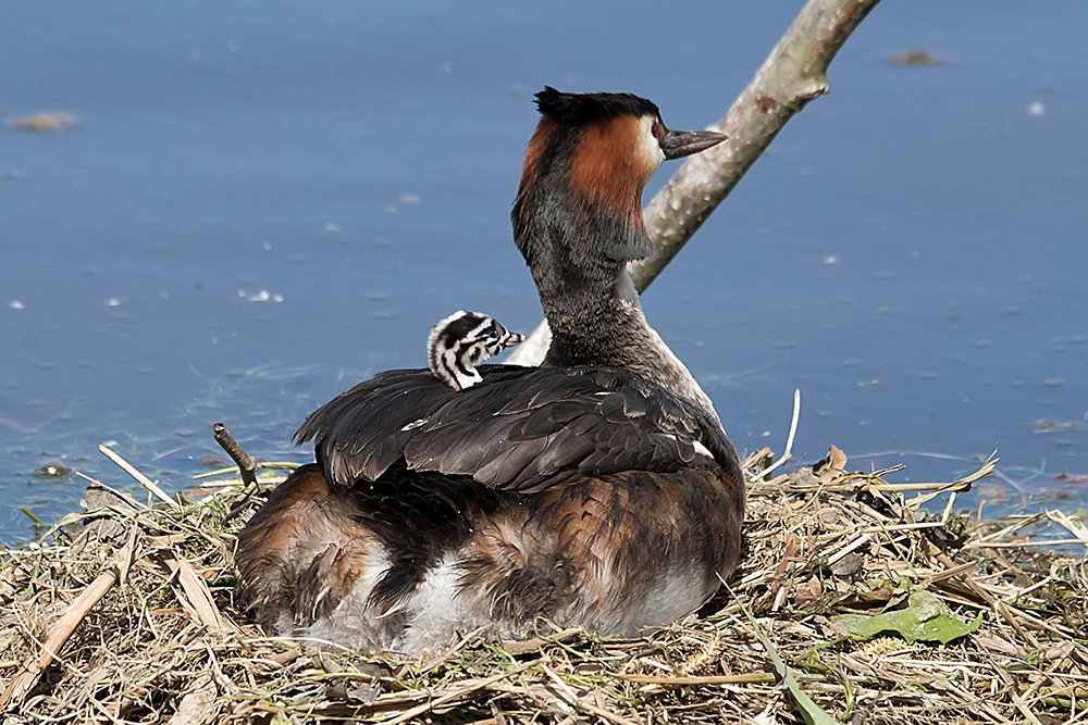 Haubentaucher mit Küken