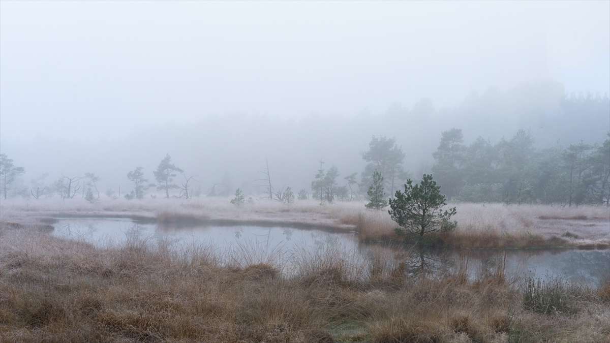 morgens im Moor