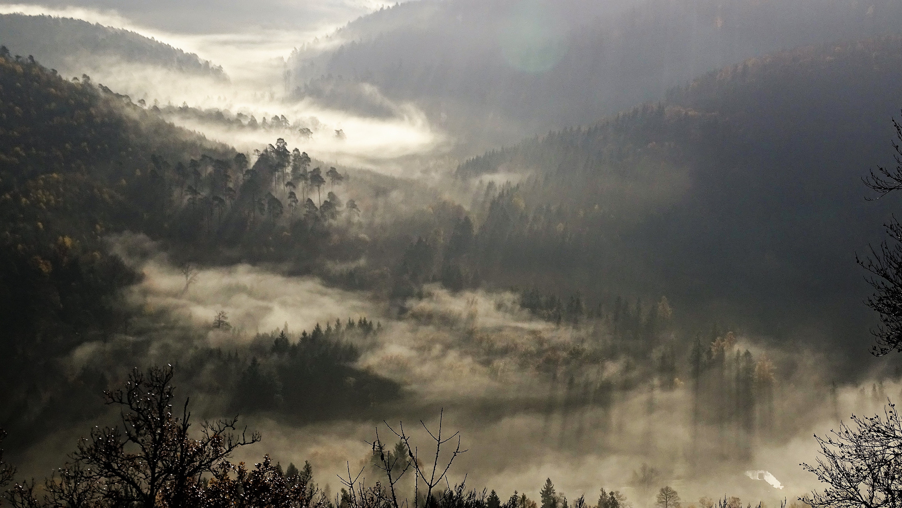 November im Pfälzerwald