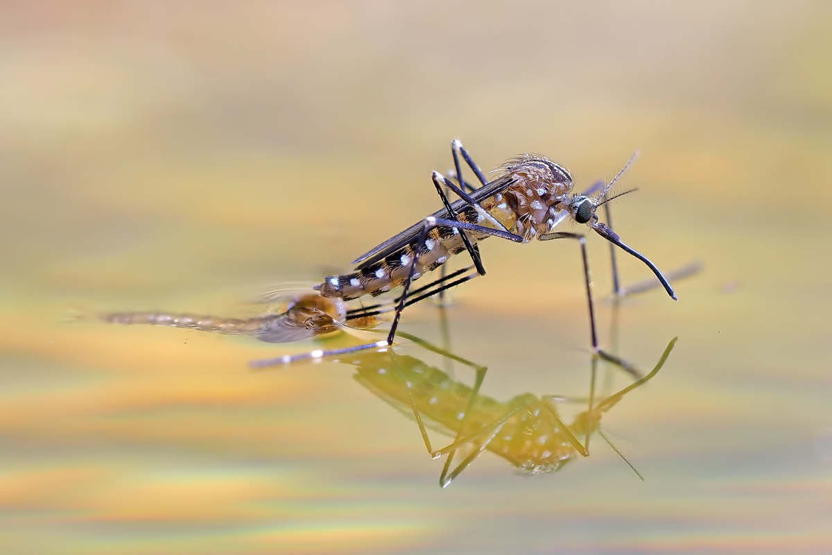 Diese asiatische Tigermücke (Forum für Naturfotografen)