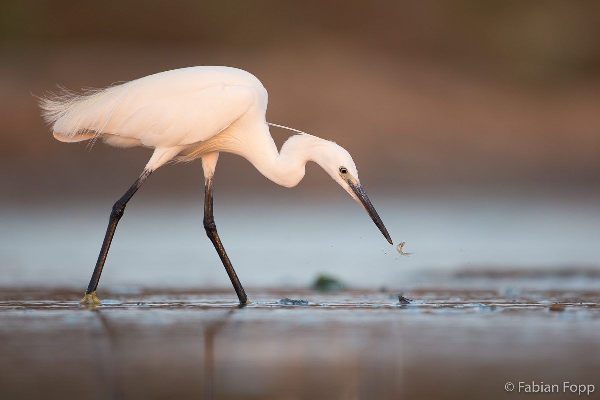 Seidenreiher (Egretta garzetta)