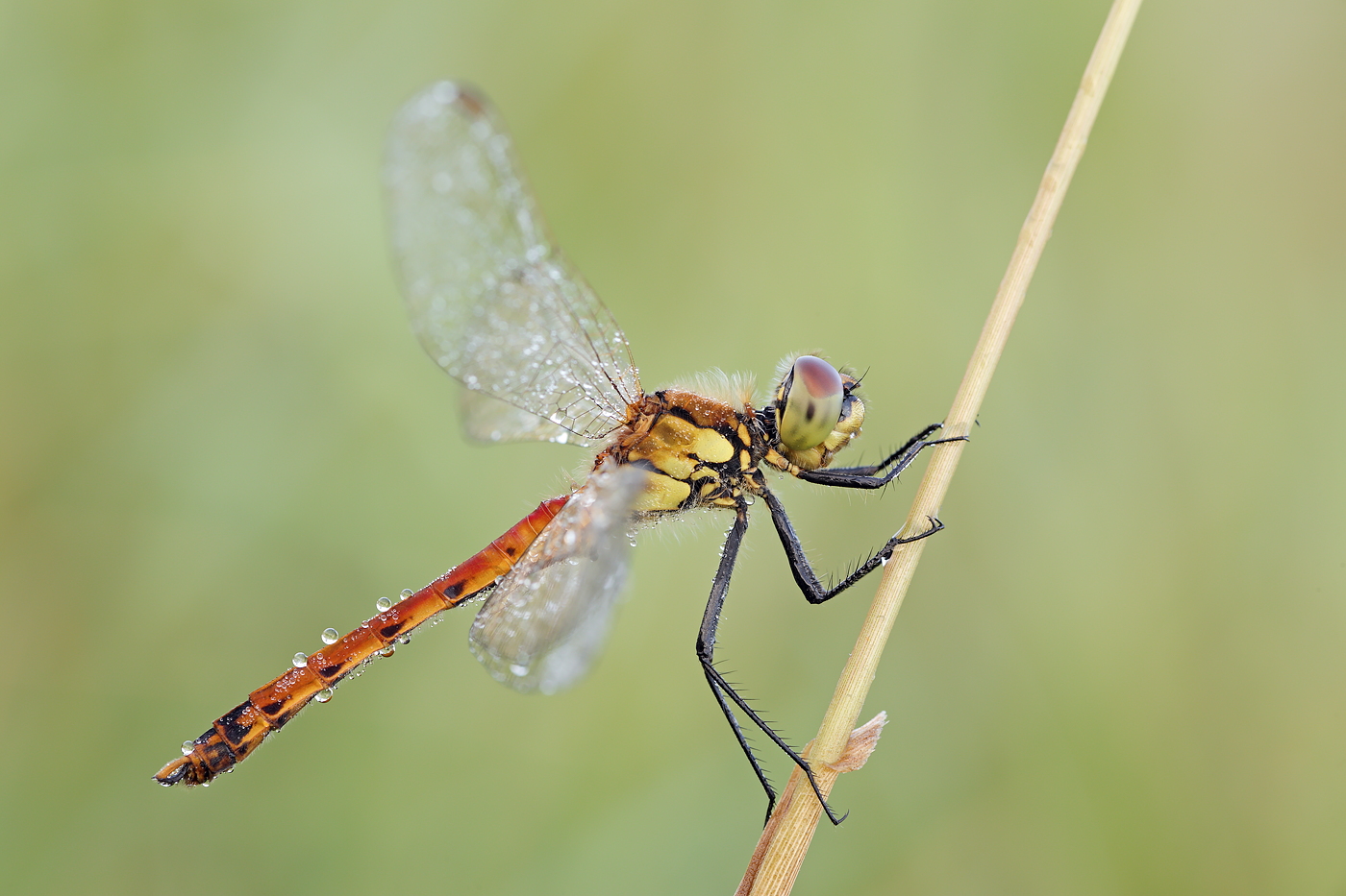 Sympetrum depressiusculum - Sumpf-Heidelibelle