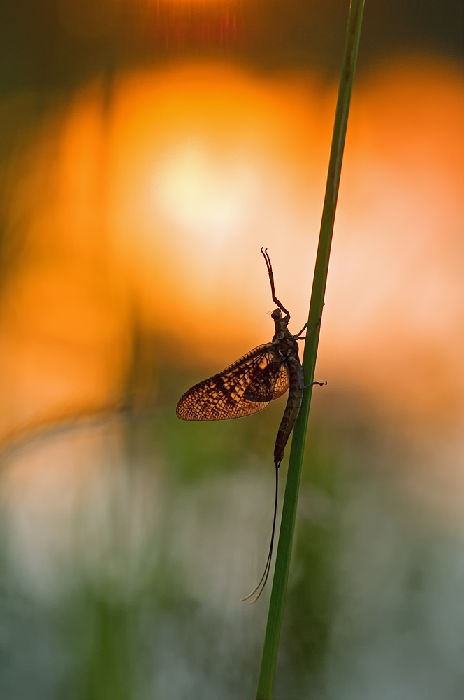 Abenddämmerung