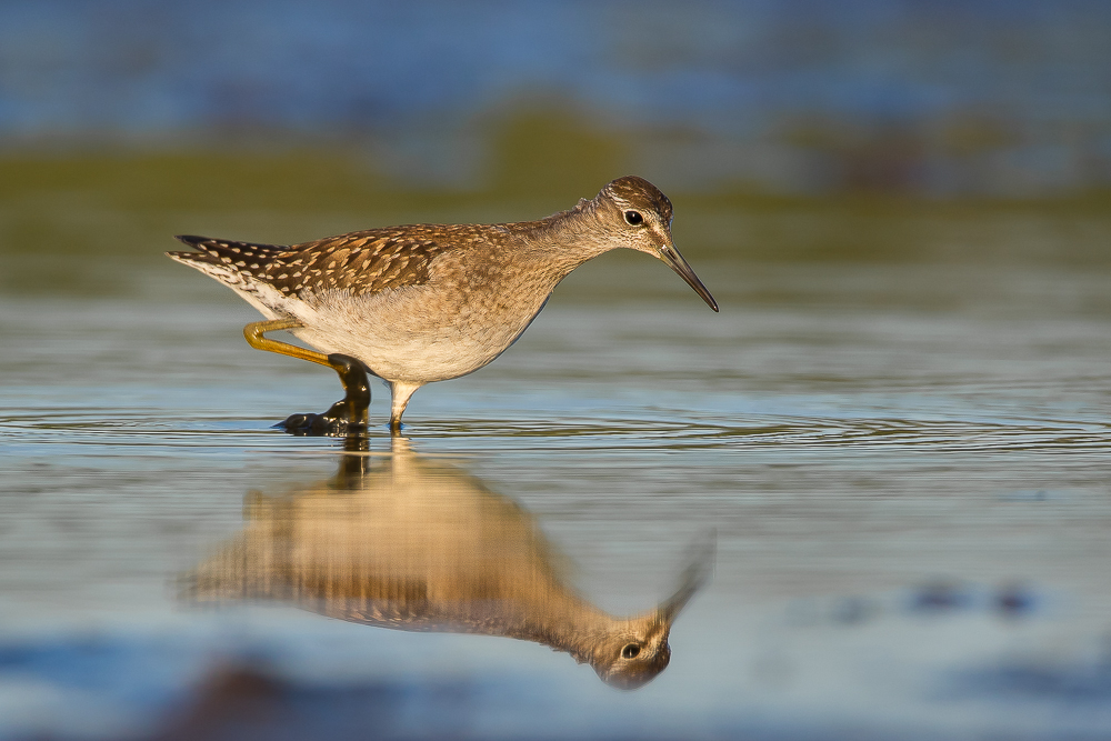 Bruchwasserläufer