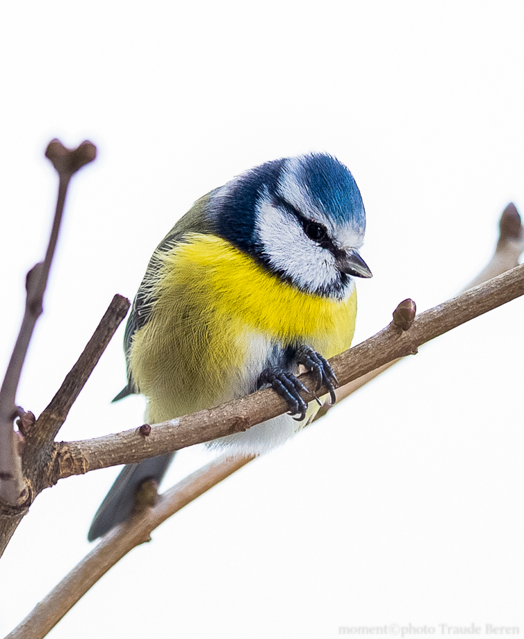 Blaumeise