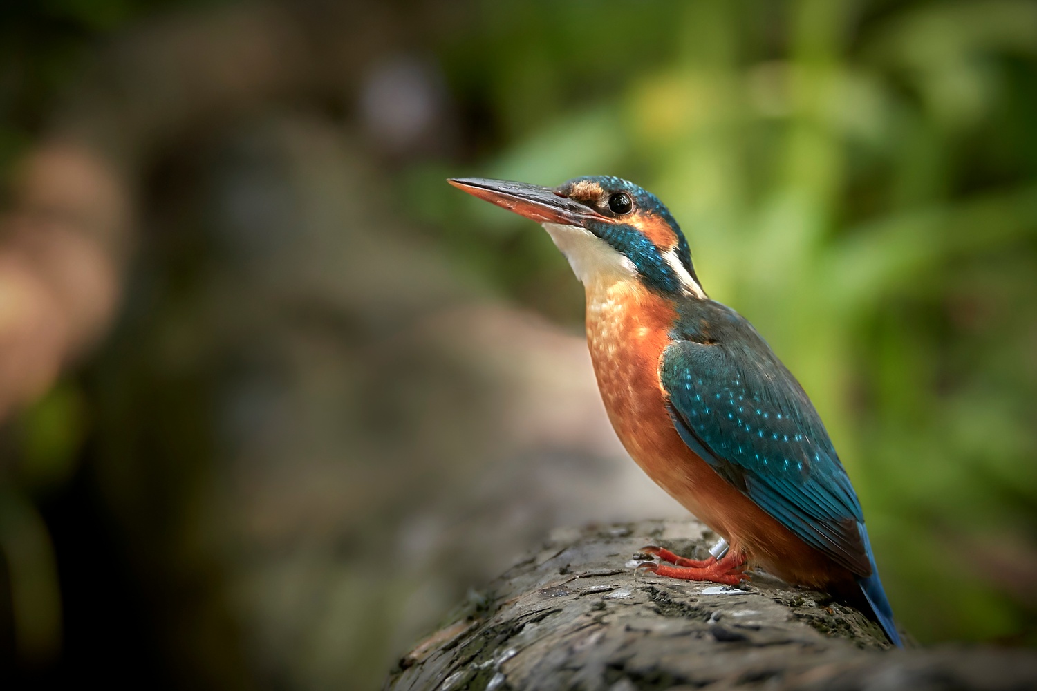 Eisvogel im Portrait...
