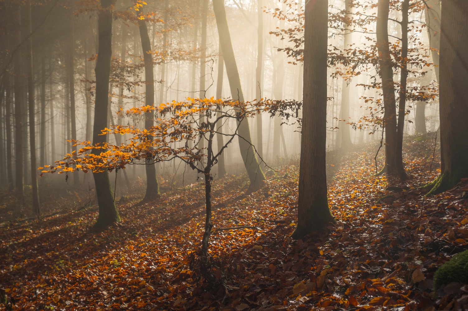 Spätherbstwald im Nebel