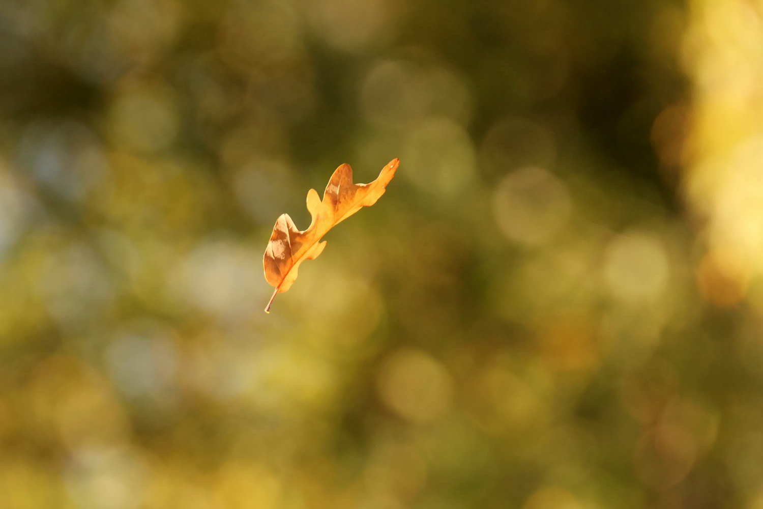 Zwischen Baum und Boden