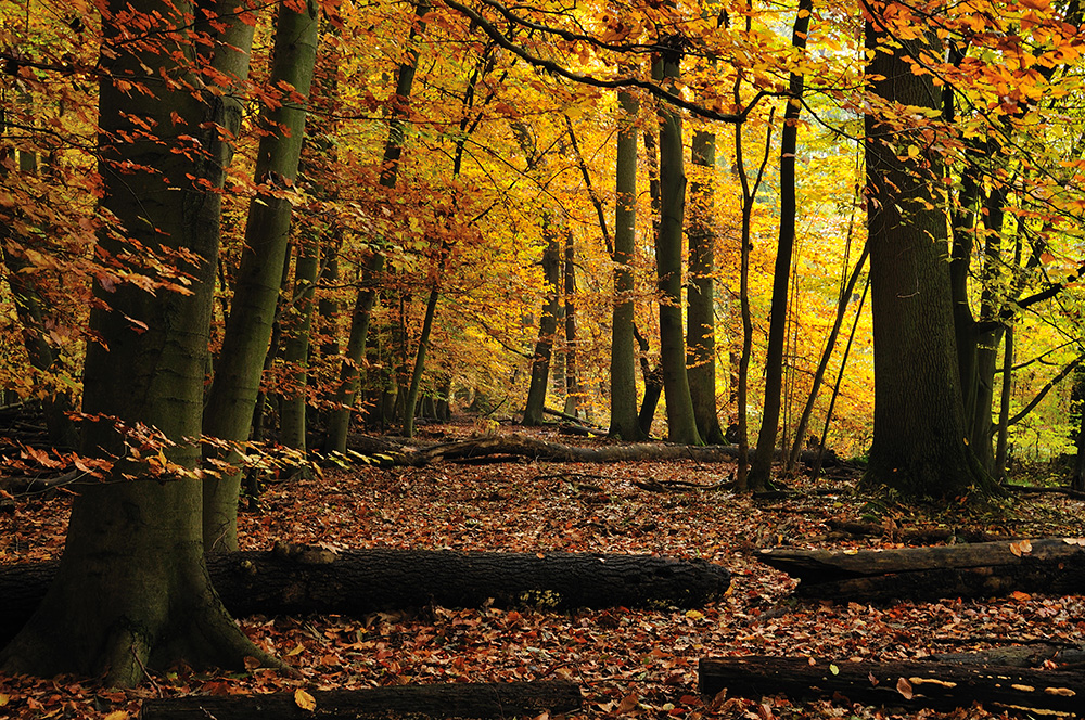 Im Buchenwald wird es Herbst