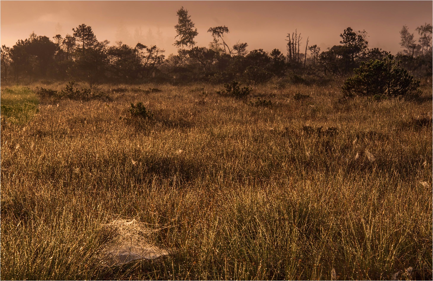 °°° field´s of gold °°°