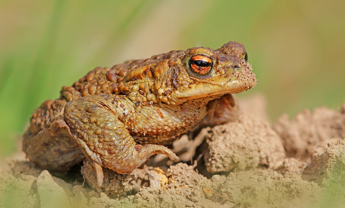 Erdkröte (Forum für Naturfotografen)